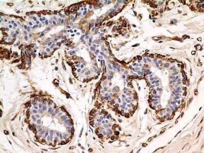 Immunohistochemistry-Paraffin: Calnexin Antibody (IE2.1C12) - Azide and BSA Free [NBP2-80609]
