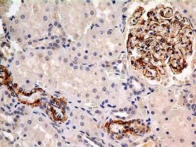 Immunohistochemistry-Paraffin: Calnexin Antibody (IE2.1C12) - Azide and BSA Free [NBP2-80609]