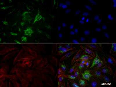 Immunocytochemistry/ Immunofluorescence: Calnexin Antibody (IE2.1C12) - BSA Free [NBP2-36571]