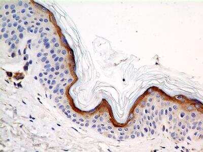Immunohistochemistry-Paraffin: Calnexin Antibody (IE2.1C12) - BSA Free [NBP2-36571]