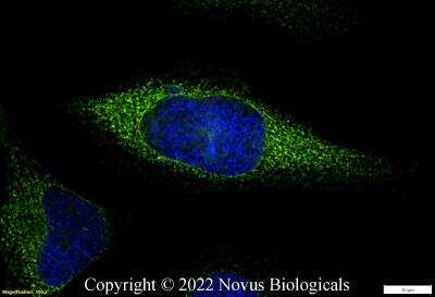 Immunocytochemistry/ Immunofluorescence: Calnexin Antibody - BSA Free [NB100-1965]