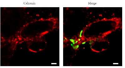 Immunocytochemistry/ Immunofluorescence: Calnexin Antibody - BSA Free [NB100-1974]