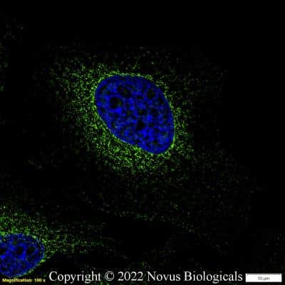 Immunocytochemistry/ Immunofluorescence: Calnexin Antibody - BSA Free [NB100-1974]