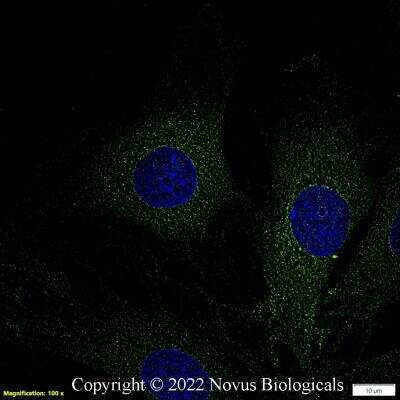 Immunocytochemistry/ Immunofluorescence: Calnexin Antibody - BSA Free [NB100-1974]