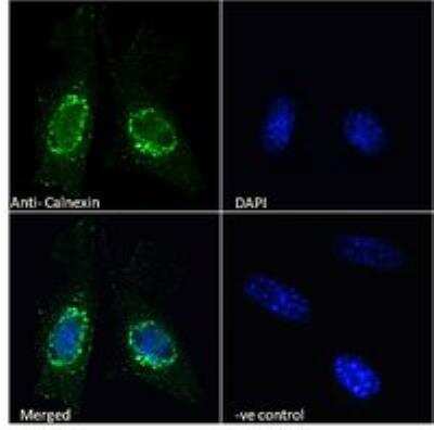 Immunocytochemistry/ Immunofluorescence: Calnexin Antibody [NBP1-37774]