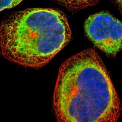 Immunocytochemistry/ Immunofluorescence: Calnexin Antibody [NBP1-85519]