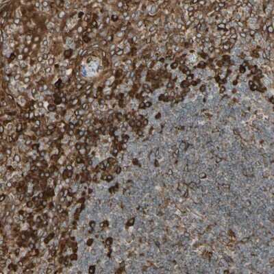 Immunohistochemistry-Paraffin: Calnexin Antibody [NBP1-85519]