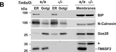 Western Blot: Calnexin AntibodyBSA Free [NB100-1965]