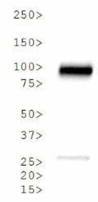 Western Blot: Calnexin AntibodyBSA Free [NB100-1974]