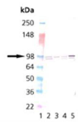 Western Blot: Calnexin Antibody [NBP1-97476]