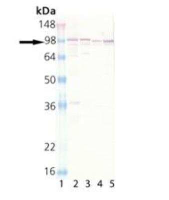 Western Blot: Calnexin Antibody [NBP1-97485]