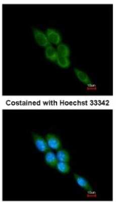 Immunocytochemistry/ Immunofluorescence: Calpain 1 Antibody [NBP2-15671]