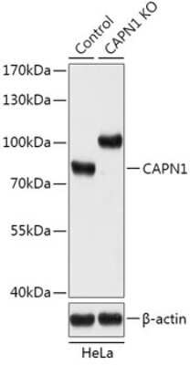 Knockout Validated: Calpain 1 Antibody - Azide and BSA Free [NBP3-03565]