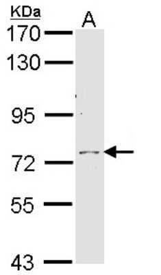 Western Blot: Calpain 10 Antibody [NBP1-33732]