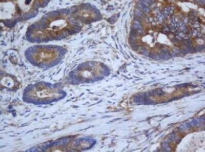 Immunohistochemistry: Calpain 2 Antibody (OTI3G1) [NBP2-46063]