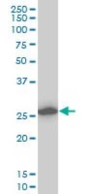 Western Blot: Calpain S1 Antibody (3C4) [H00000826-M01]