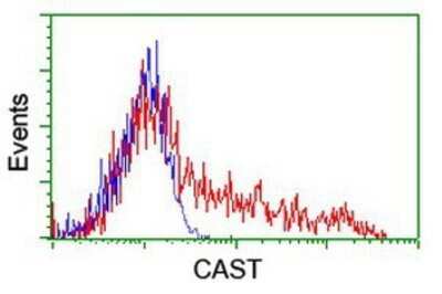 Flow Cytometry: Calpastatin Antibody (OTI1E7) - Azide and BSA Free [NBP2-70338]