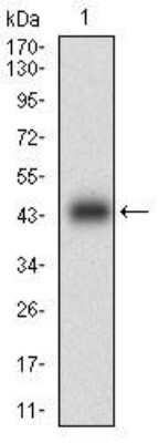 Western Blot: Calponin 1 Antibody (1H5B5)BSA Free [NBP2-52445]