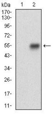 Western Blot: Calponin 1 Antibody (1H5B5)BSA Free [NBP2-52445]