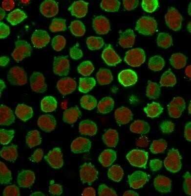 Immunocytochemistry/ Immunofluorescence: Calponin 1 Antibody (CNN1/832 + CALP) - Azide and BSA Free [NBP2-47758]