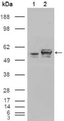 Western Blot: Calreticulin Antibody (1G6A7)Azide and BSA Free [NBP2-80610]