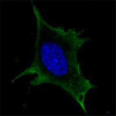 Immunocytochemistry/ Immunofluorescence: Calreticulin Antibody (1G6A7) - BSA Free [NBP1-47518]
