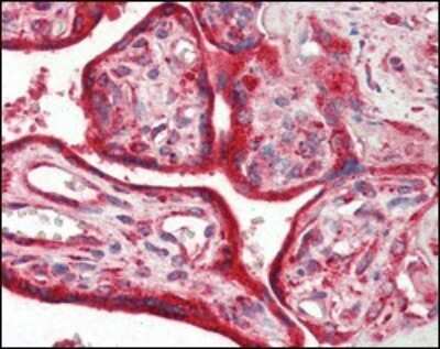 Immunohistochemistry-Paraffin: Calreticulin Antibody (1G6A7) - BSA Free [NBP1-47518]