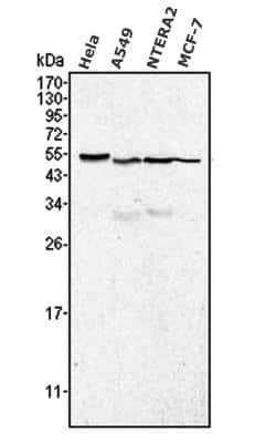 Western Blot: Calreticulin Antibody (1G6A7)BSA Free [NBP1-47518]