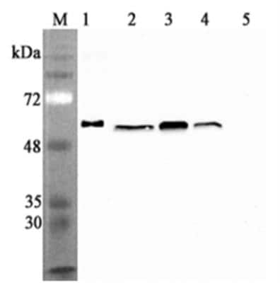 Western Blot: Calreticulin Antibody (CR213-2AG)Azide and BSA Free [NBP3-11672]