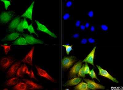 Immunocytochemistry/ Immunofluorescence: Calreticulin Antibody - BSA Free [NB600-101]