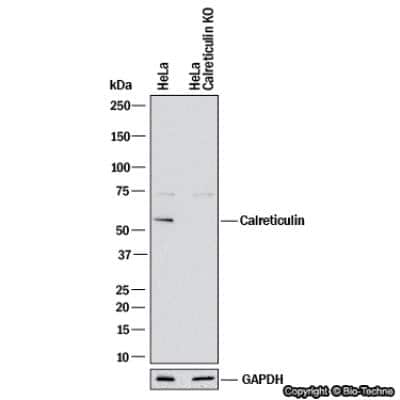 Knockdown Validated: Calreticulin Antibody - BSA Free [NB600-101]