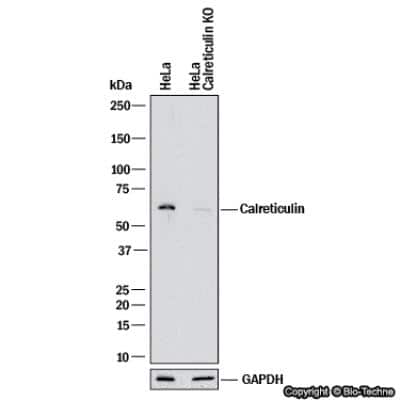 Knockout Validated: Calreticulin Antibody [NB600-103]