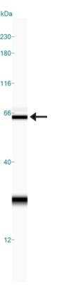 Simple Western: Calreticulin AntibodyBSA Free [NB600-101]