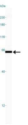 Simple Western: Calreticulin Antibody [NB600-103]