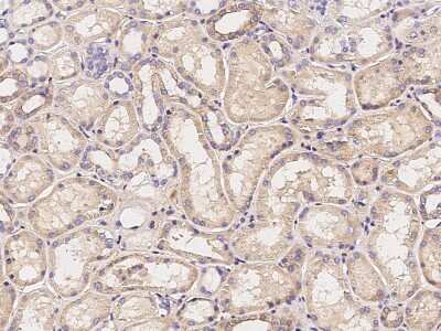 Immunohistochemistry-Paraffin: Calsyntenin-1 Antibody [NBP2-97117]