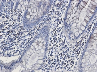 Immunohistochemistry-Paraffin: Calsyntenin-1 Antibody (S07-8H2) [NBP3-19850]