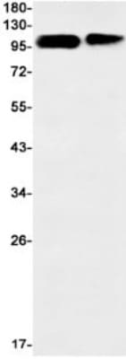 Western Blot: Calsyntenin-1 Antibody (S07-8H2) [NBP3-19850]