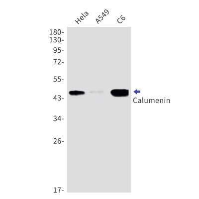 Western Blot: Calumenin Antibody (S05-1E7) [NBP3-15010]