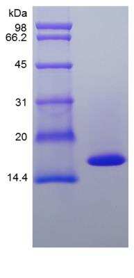 SDS-PAGE: Recombinant Canine TNF-alpha Protein [NBP2-34916]