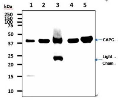 Western Blot: CapG Antibody (1D10)BSA Free [NBP2-59450]