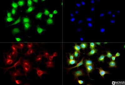 Immunocytochemistry/ Immunofluorescence: Capicua Antibody - BSA Free [NB110-59905]