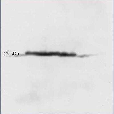 Western Blot: Carbonic Anhydrase II/CA2 Antibody [NB600-919]