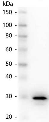 Western Blot: Carbonic Anhydrase II/CA2 Antibody [NB600-919]