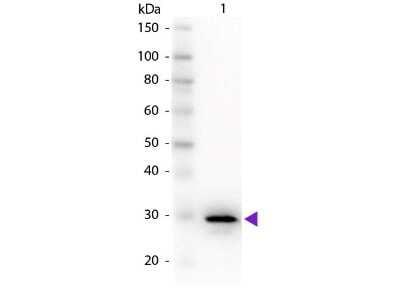 Western Blot: Carbonic Anhydrase II/CA2 Antibody [NB600-919]