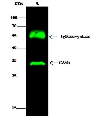 Immunoprecipitation: Carbonic Anhydrase VB/CA5B Antibody [NBP2-99972]