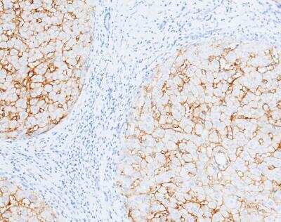 Immunohistochemistry-Paraffin: Carbonic Anhydrase XIV/CA14 Antibody (515) [NBP2-89510]