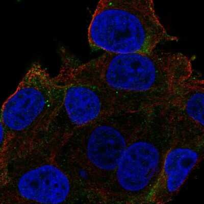 Immunocytochemistry/ Immunofluorescence: Carbonic Anhydrase XIV/CA14 Antibody [NBP1-87477]