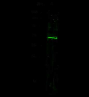 Western Blot: Carbonic Anhydrase XIV/CA14 Antibody [NBP2-98207]
