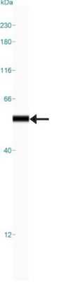 Simple Western: Carboxylesterase 1/CES1 Antibody [NBP1-85691]