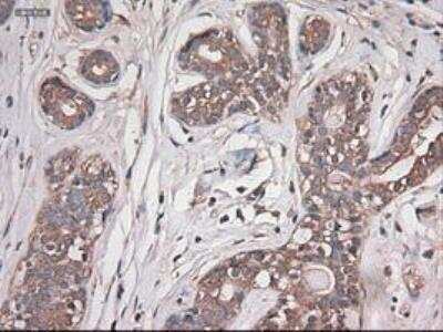 Immunohistochemistry-Paraffin: Carboxypeptidase A1/CPA1 Antibody (OTI2A3) [NBP1-47704]